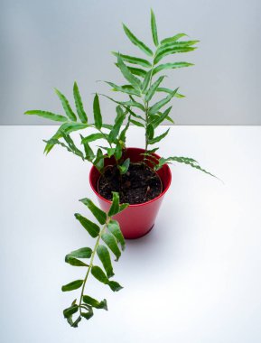 Coniogramme eğreltiotu, sporlarla üreyen ve ne tohumu ne de çiçeği olan bir damar bitkisi grubunun üyesidir.