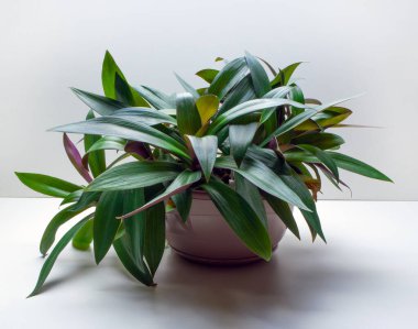 Tradescantia spathacea, Commelinaceae familyasından bir bitki türü.