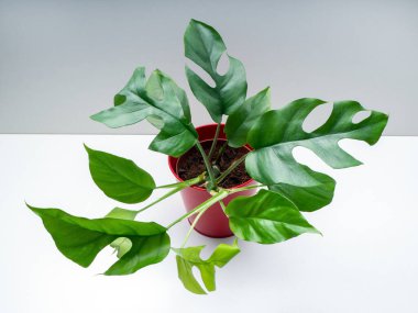 Rhaphidophora tetrasperma, Araceae familyasından bir bitki türü.