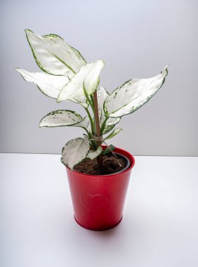 Aglaonema Super White, Araceae familyasından bir bitki cinsidir.