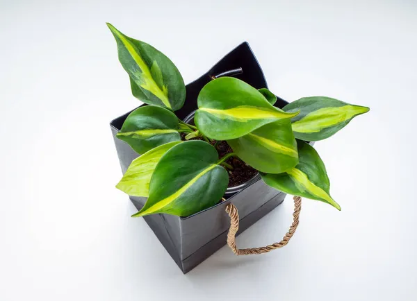 Philodendron Scandens Brasil, Araceae familyasından bir bitki cinsidir.