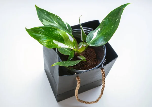 Philodendron Beyaz Prenses, Araceae familyasından bir bitki cinsidir.