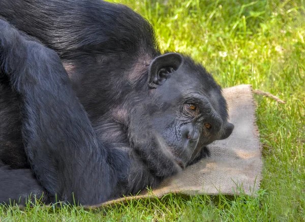 Şempanze Maymunu Yeşil Çimlerde Güneşleniyor — Stok fotoğraf