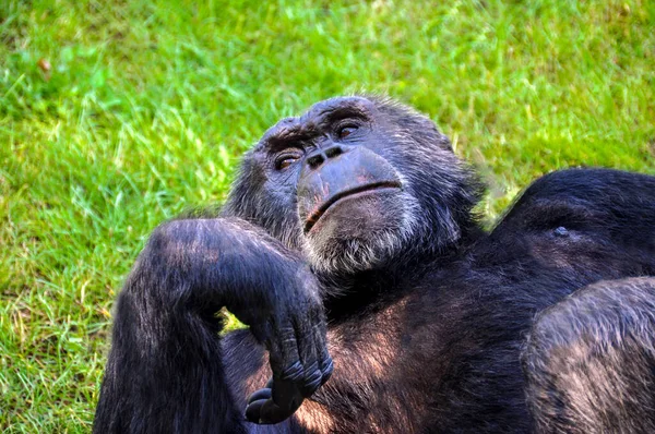 Schimpans Apa Sola Grönt Gräs — Stockfoto