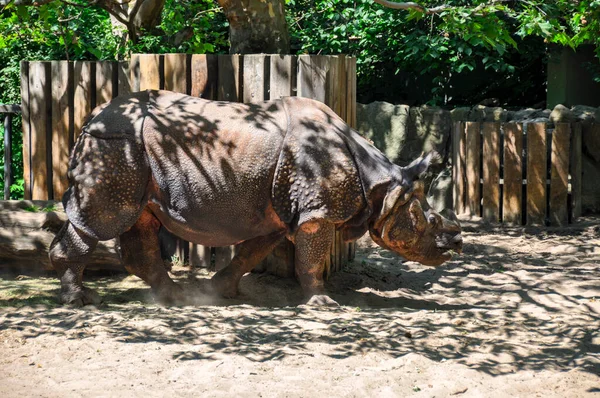 Rinoceronte Indio Rhinoceros Unicornis Rinoceronte Nativo Del Subcontinente Indio —  Fotos de Stock