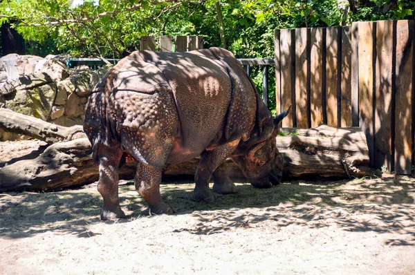 Rhinocéros Indien Rhinoceros Unicornis Est Rhinocéros Originaire Sous Continent Indien — Photo