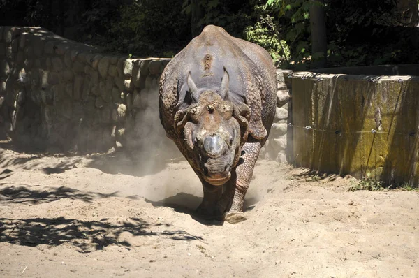 Ινδός Ρινόκερος Rhinoceros Unicornis Επίσης Γνωστός Μεγαλύτερος Μονόκερος Ρινόκερος Και — Φωτογραφία Αρχείου