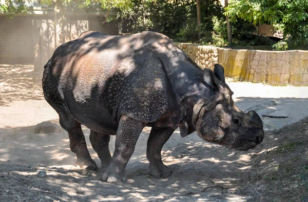 Rhinocéros Indien Rhinoceros Unicornis Est Rhinocéros Originaire Sous Continent Indien — Photo