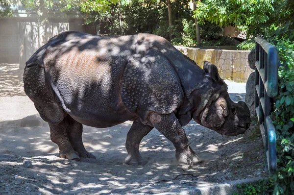 Rhinoceros Unicornis Носоріг Індійського Субконтиненту — стокове фото