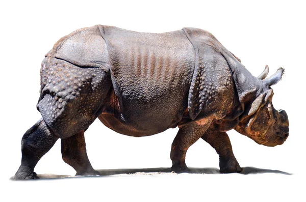 Rhinoceros Unicornis Носоріг Індійського Субконтиненту — стокове фото