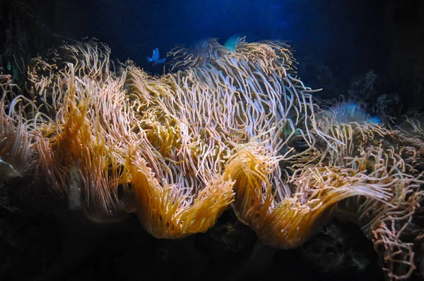 Krásné Mořské Řasy Lze Použít Jako Pozadí — Stock fotografie