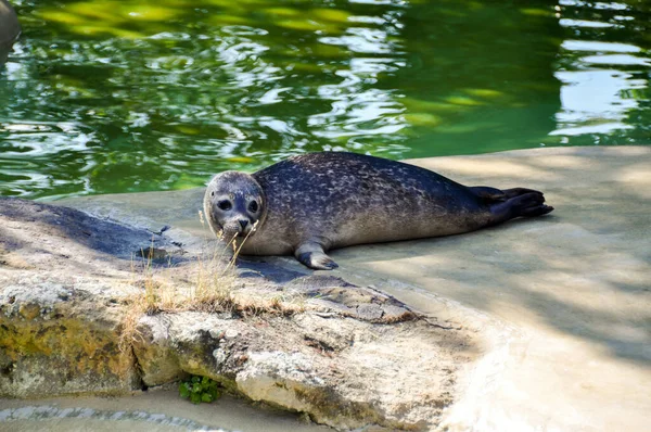 Las Focas Jóvenes Bañan Sol Paseo Marítimo —  Fotos de Stock