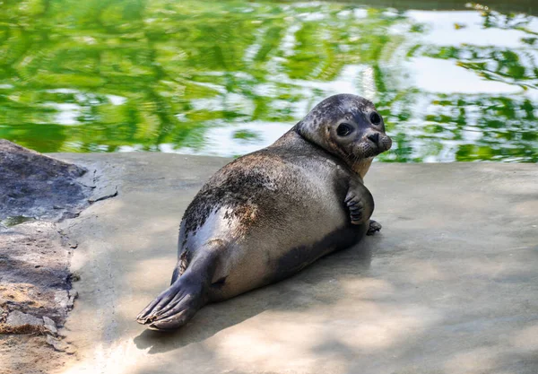 Young Seals Sunbathe Sun Waterfront — Stock Photo, Image