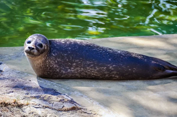 Genç fokların güneşlenmeleri rıhtımda.