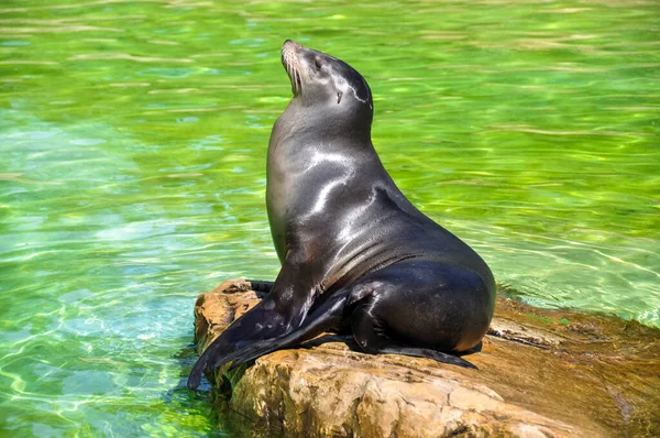 Young Seals Sunbathe Sun Waterfront — Stock Photo, Image