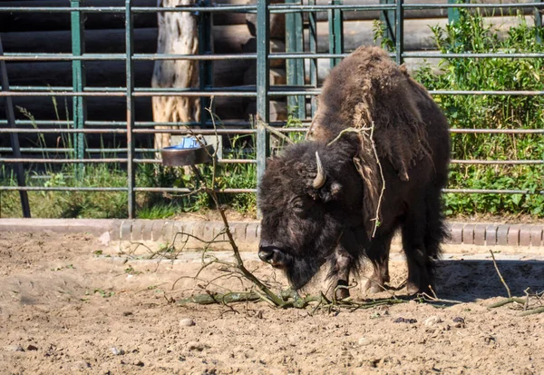 American bison or American buffalo is a North American species of bison that once roamed the grasslands of North America in vast herds