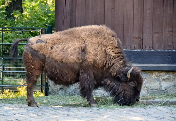 American bison or American buffalo is a North American species of bison that once roamed the grasslands of North America in vast herds