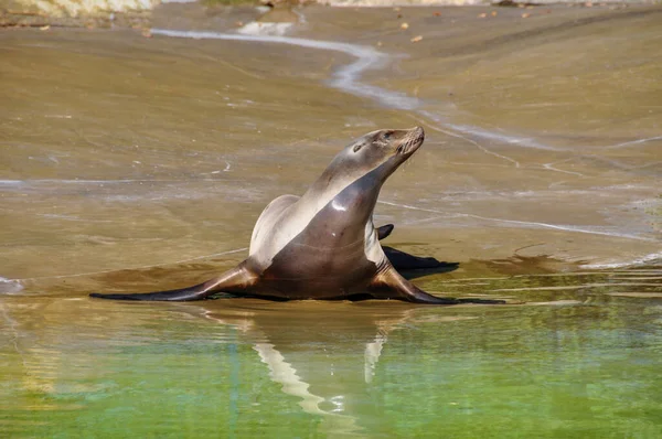 Las Focas Jóvenes Bañan Sol Paseo Marítimo —  Fotos de Stock