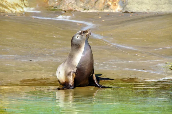 Las Focas Jóvenes Bañan Sol Paseo Marítimo —  Fotos de Stock