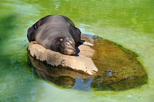 Dulce Foca Durmiente Una Piedra Grande Estanque —  Fotos de Stock