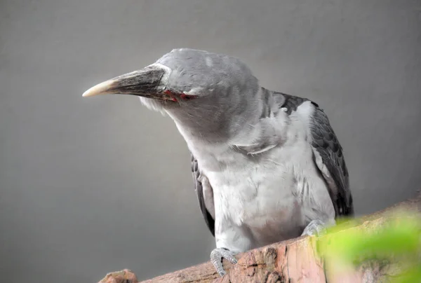 Kanalfakturerad Gök Scythrops Novaehollandiae Gökart Familjen Cuculidae — Stockfoto