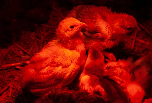 Criar Pollos Una Incubadora Cierta Temperatura Condiciones Luz — Foto de Stock