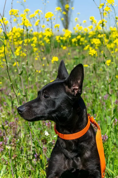 夏日草丛中的黑色小狗狗画像 — 图库照片