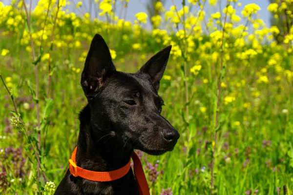 Petit Portrait Chien Noir Dans Herbe Été — Photo