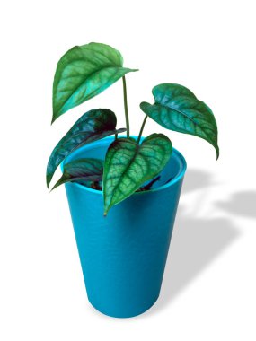 Monstera Siltepecana el Salvadore, Meksika 'nın güneyinde ve Orta Amerika' da yetişen bir bitki türü..