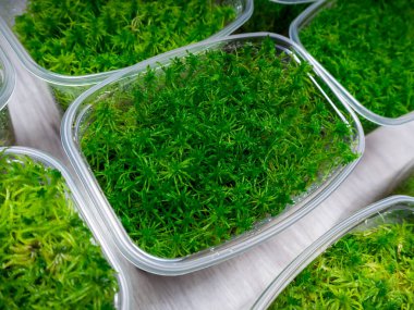Konteynırlarda farklı türde sphagnum yosunları büyüyor