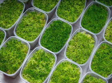 Konteynırlarda farklı türde sphagnum yosunları büyüyor