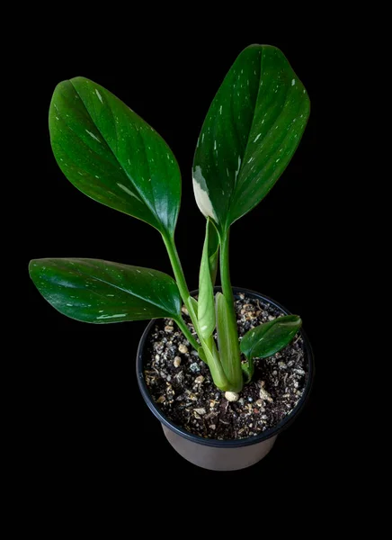 Monstera Standleyana Philodendron Guttiferum Cobra Género Plantas Con Flores Perteneciente — Foto de Stock