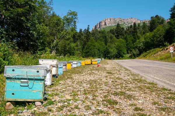 Erdei Méhészet Méhkaptárak Erdőben — Stock Fotó