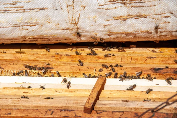 フォレスト エイパリー 森の中の蜂の巣 — ストック写真