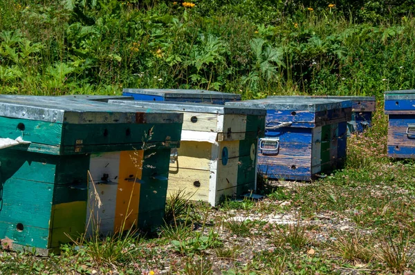 Rucher Forestier Ruches Abeilles Dans Forêt — Photo