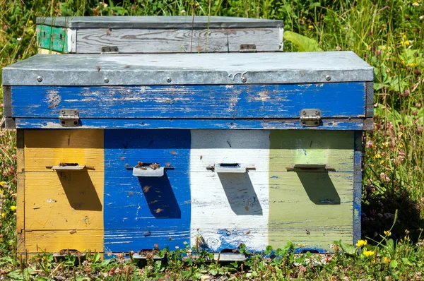 Colmenar Del Bosque Colmenas Abejas Bosque — Foto de Stock