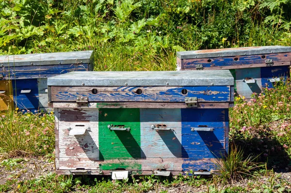 Colmenar Del Bosque Colmenas Abejas Bosque — Foto de Stock