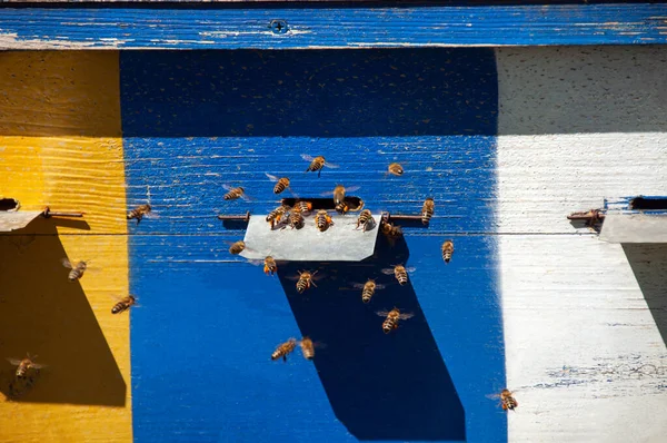 Erdei Méhészet Méhkaptárak Erdőben — Stock Fotó