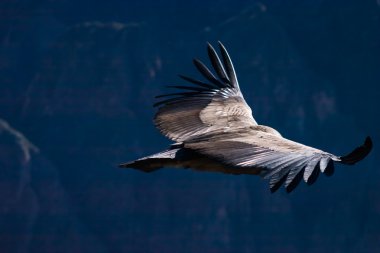 condor colca kanyonda uçan