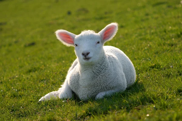 Bebê ovelhas — Fotografia de Stock