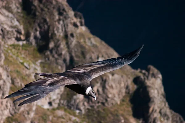 Condor che vola nel canyon di Colca — Foto Stock