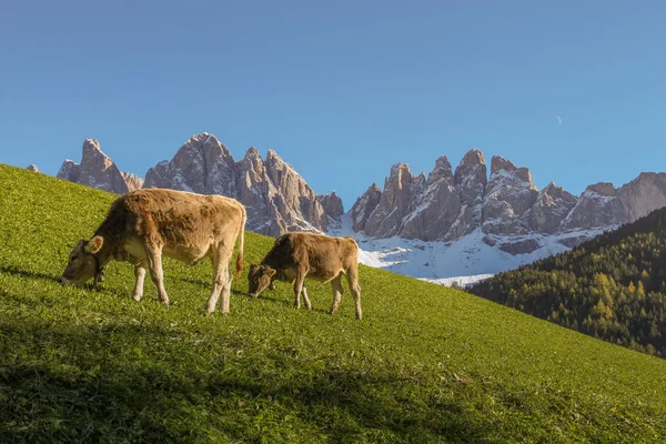 Montanhas Dolomitas com vacas comedoras Imagens De Bancos De Imagens Sem Royalties