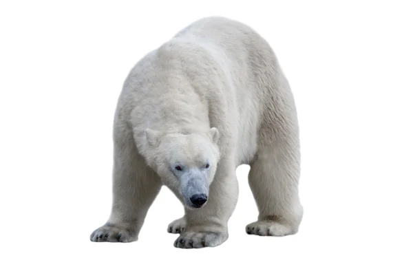 Orso polare isolato in bianco con percorso di ritaglio — Foto Stock