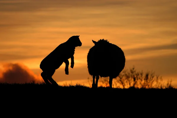 Baby schapen met haar moeder — Stockfoto