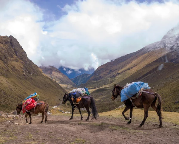 Horses on salcantay trail in Peru at the col — Stock Photo, Image