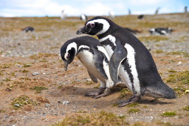 iki penguenler Isla magdalena punta arenas yakınındaki üzerinde bir yuva arıyor