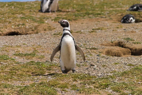 Solo penguin on Isla Magdalena near Punta Arenas — Stock Photo, Image