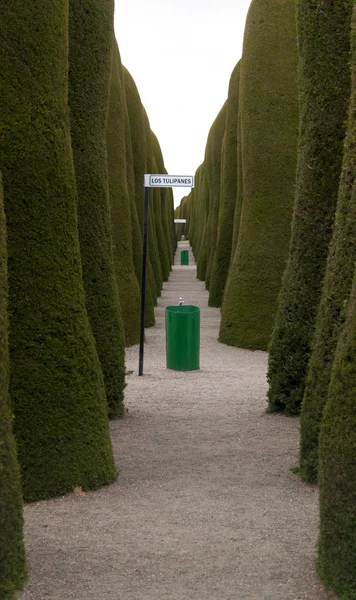 Punta Arenas cemetary alley of green trees — Stock Photo, Image