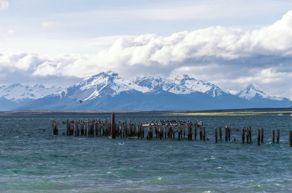 See bei puerto natales in Chile mit Vögeln — Stockfoto