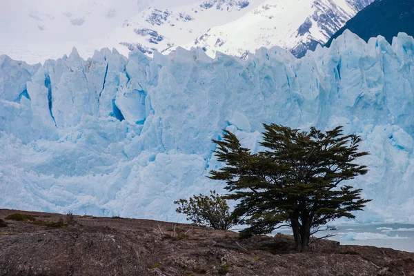 Perito moreno gletscher in argentina mit baum im vordergrund — Stockfoto